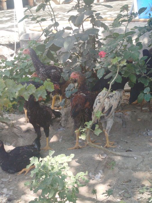 Dakan zotli jo'jalar. Vaksina qilingan. Bir yarim oylik. Soni 17ta