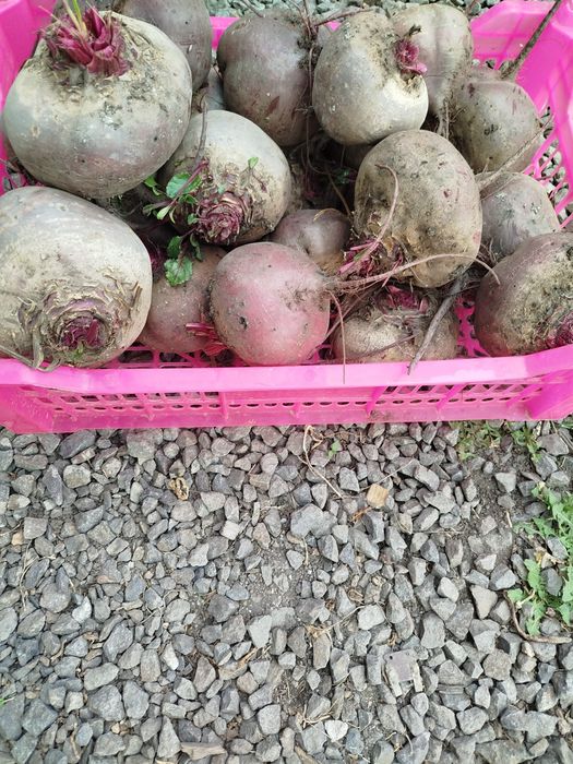 Продам Домашнюю свеклу