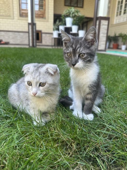 Scottish Fold кошки девочка/мальчик/Scotish fold mushuklar