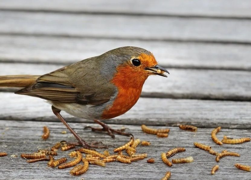 Viermi de făină , mealworms.