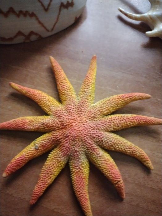 Ракушки и звезда,за все 4000