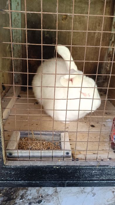 Продам самцов по 8 месяцев