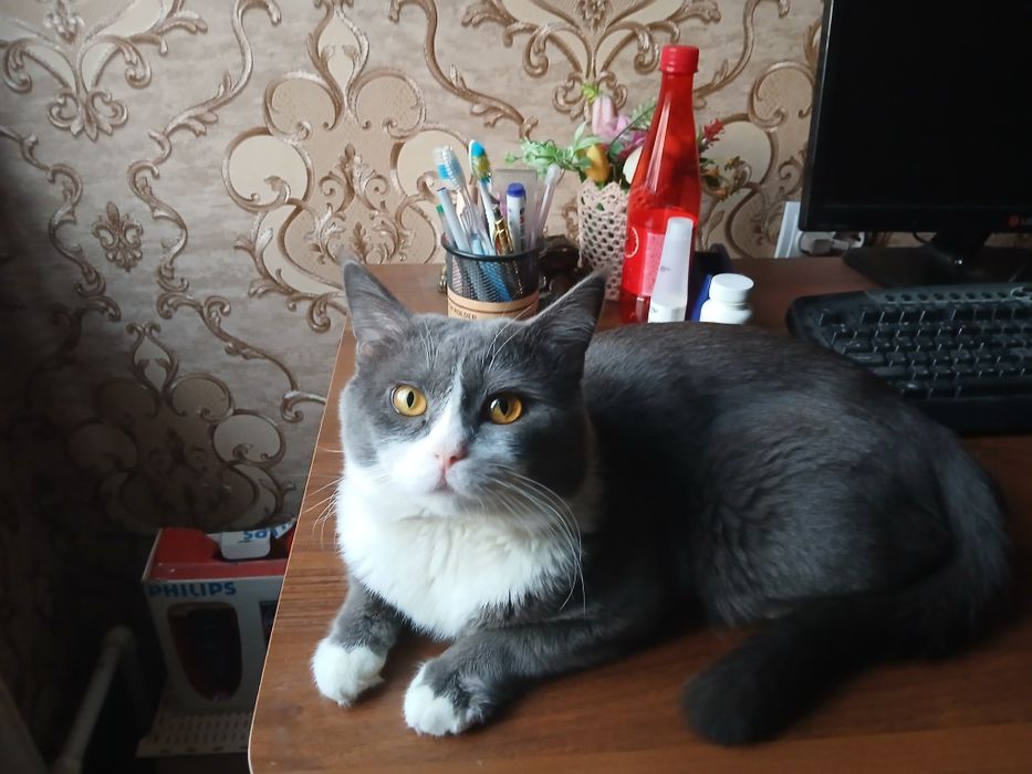 Ищу невесту для своего кота