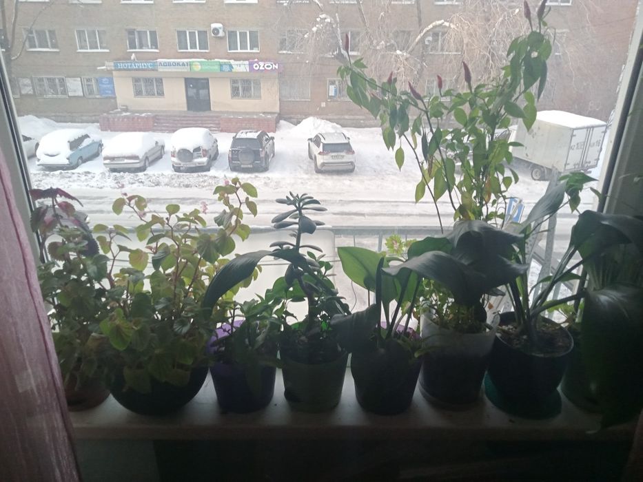 Продам цветы и острый комнатный перец
