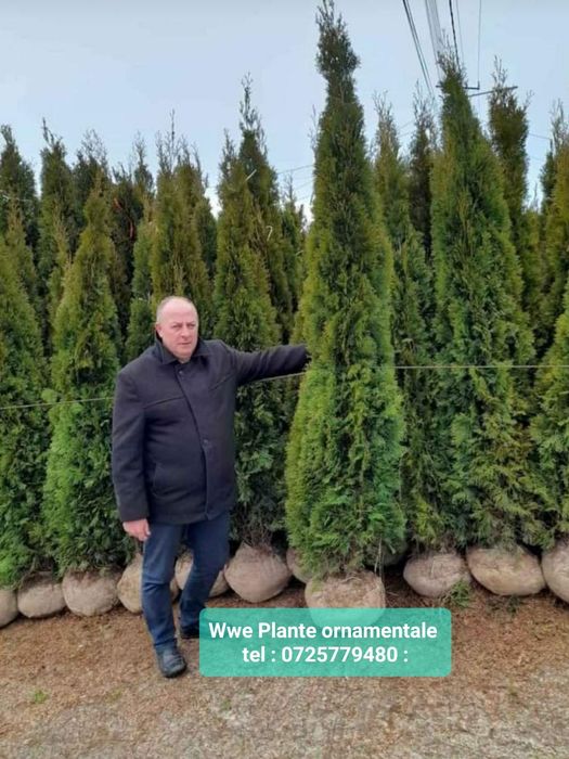 Mesteacăn mutitulpinar cu coaja alba decorativ _ Tei argintiu_ Platani