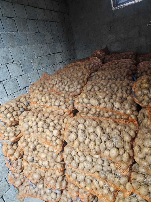 Cartofi consum alb carrera si rosu bellarosa +50 ambalat saci 25 kg