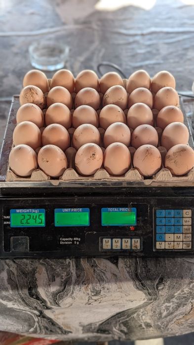 Vând oua pt incubat La bresse