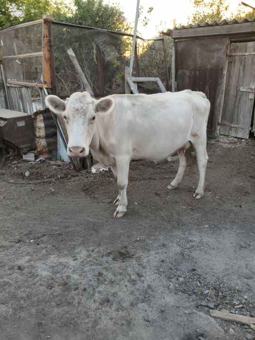 Продам 2х коров, стельные, 2х и 3х лет