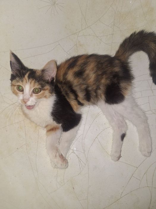 Отдам котёнка в хорошие руки