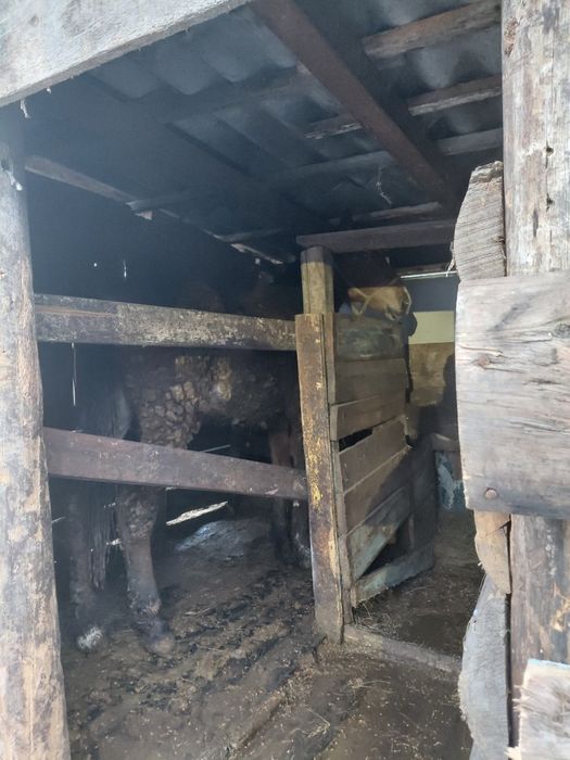 Продам  согом 2часьи