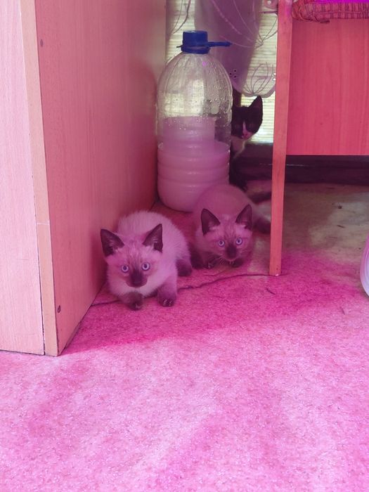 Отдам котят в добрые руки
