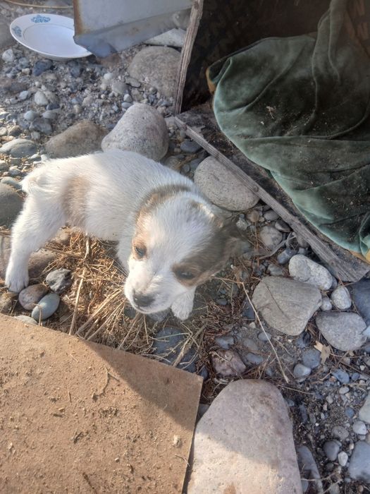 Девочка ищет дом