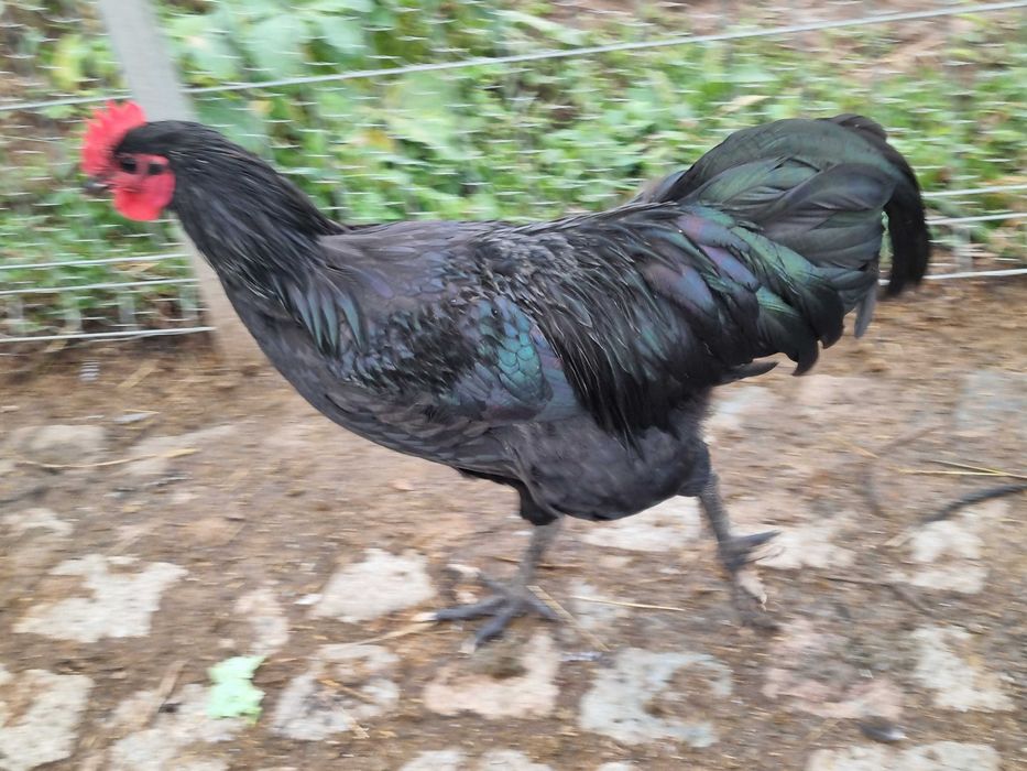 Austrolorp cocosi si plaimout