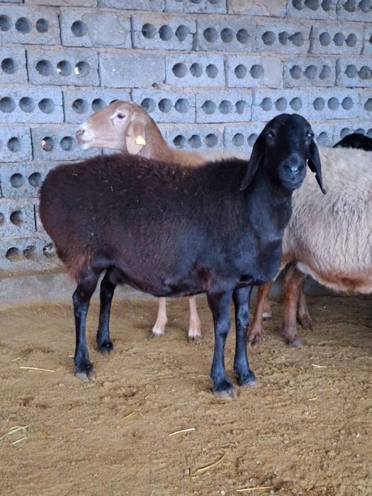 ҚОЙЛАР Бар Сойуға