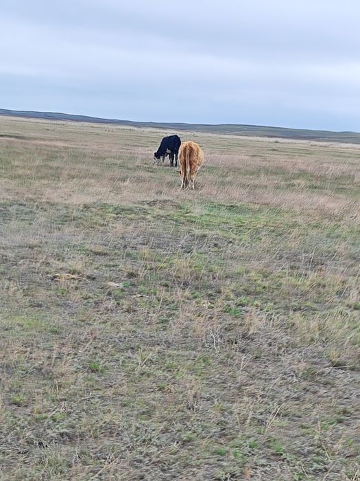 Продаю тайынша и коров