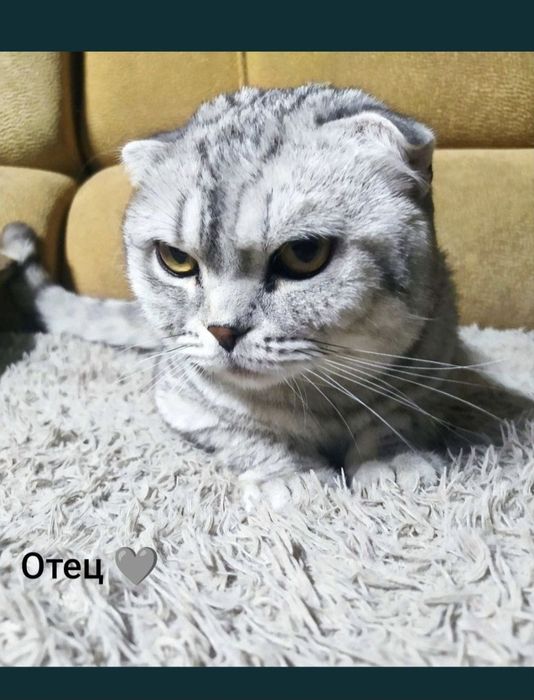 Продам шотландского  котенка мальчик