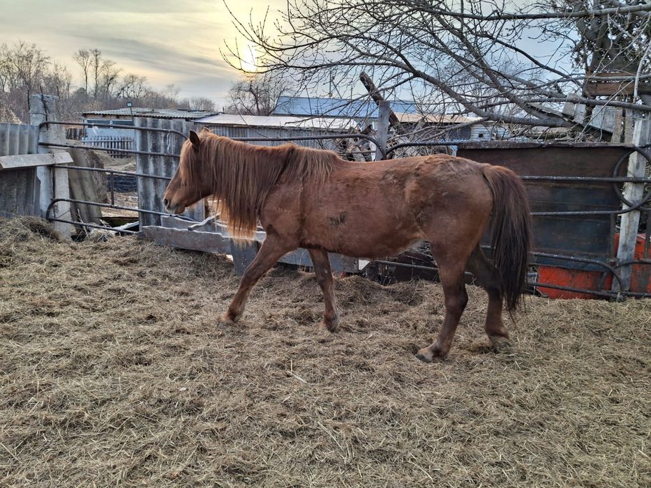 Отдам в хорошие руки