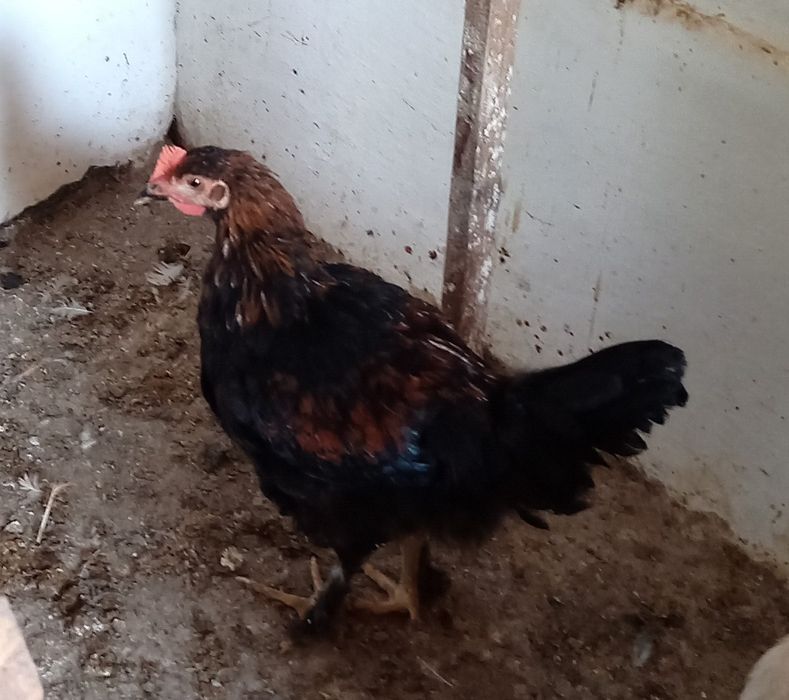 Продам домашних петушков