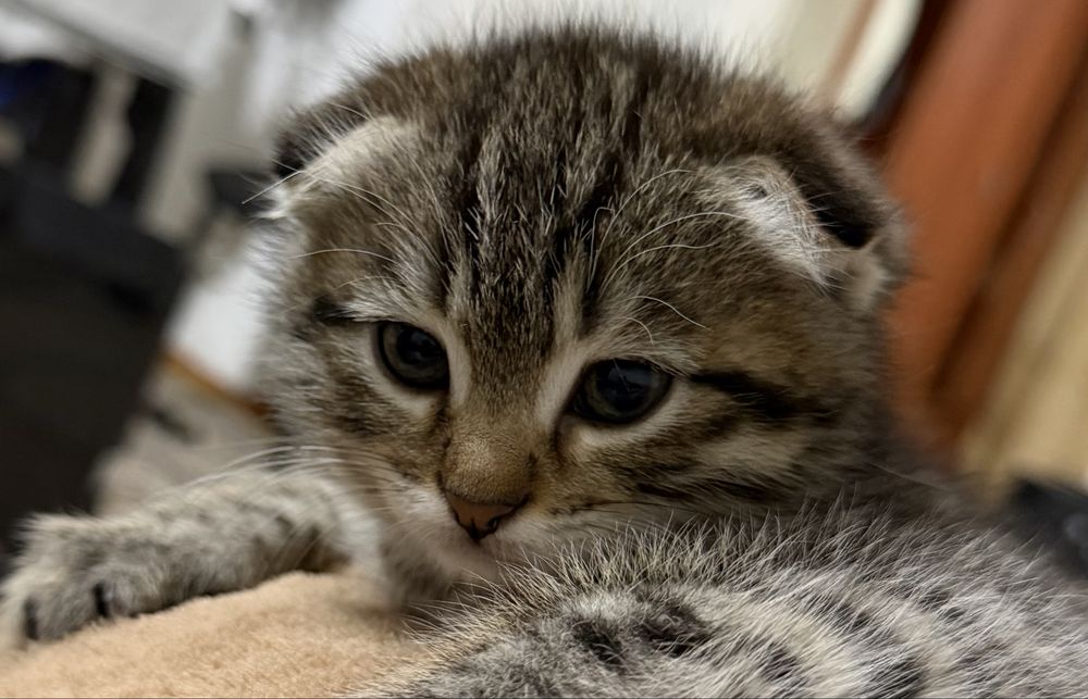 Вислоухие котята Есик