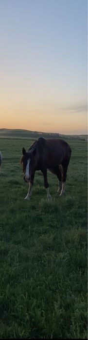 Айгыр саттыладдд