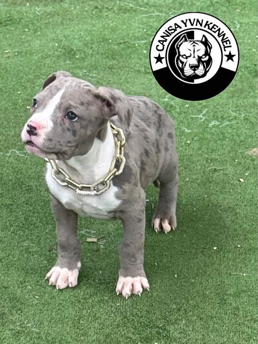 Mascul amstaff blue merle