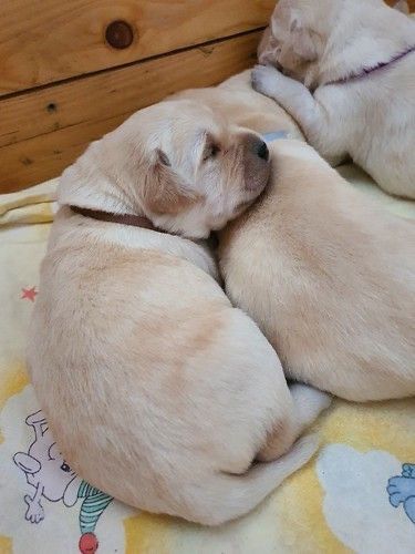 продам щенков лабрадора