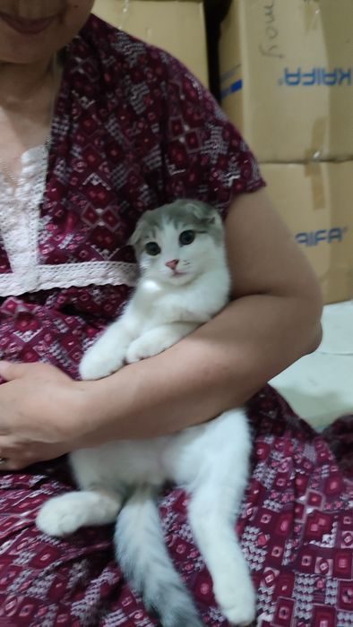 Котенок 2.5 месяца, смесь, девочка, очень умная