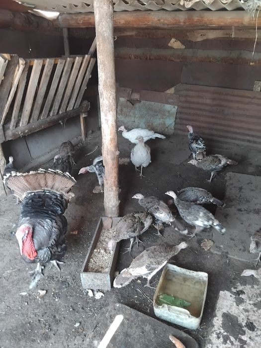 Продаю индюки домашние