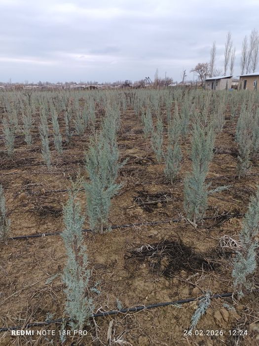 Аризонский кипарис 1 метрдан 2.5 гача 20$ дан 70$ гача