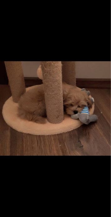 Мальтипу щенки бронь