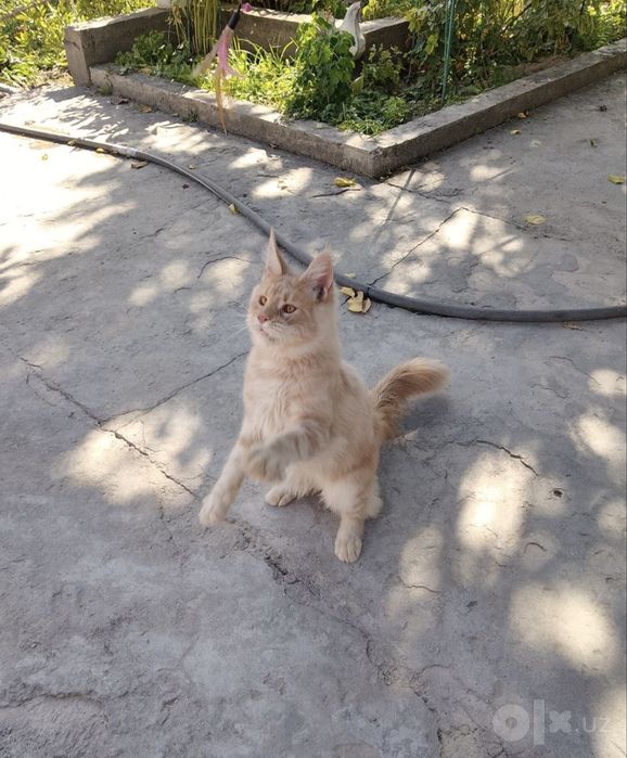Кот Мейн кун продается
