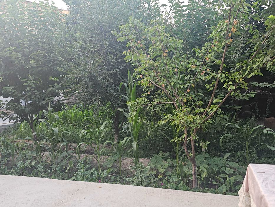 Ховли сотилади дом саттепо 5 микрорайон