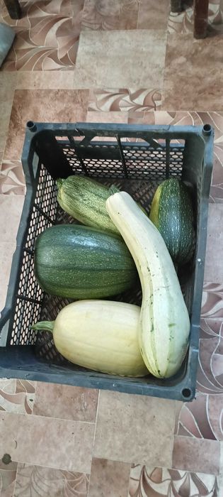 Продаются домашние кабачки.