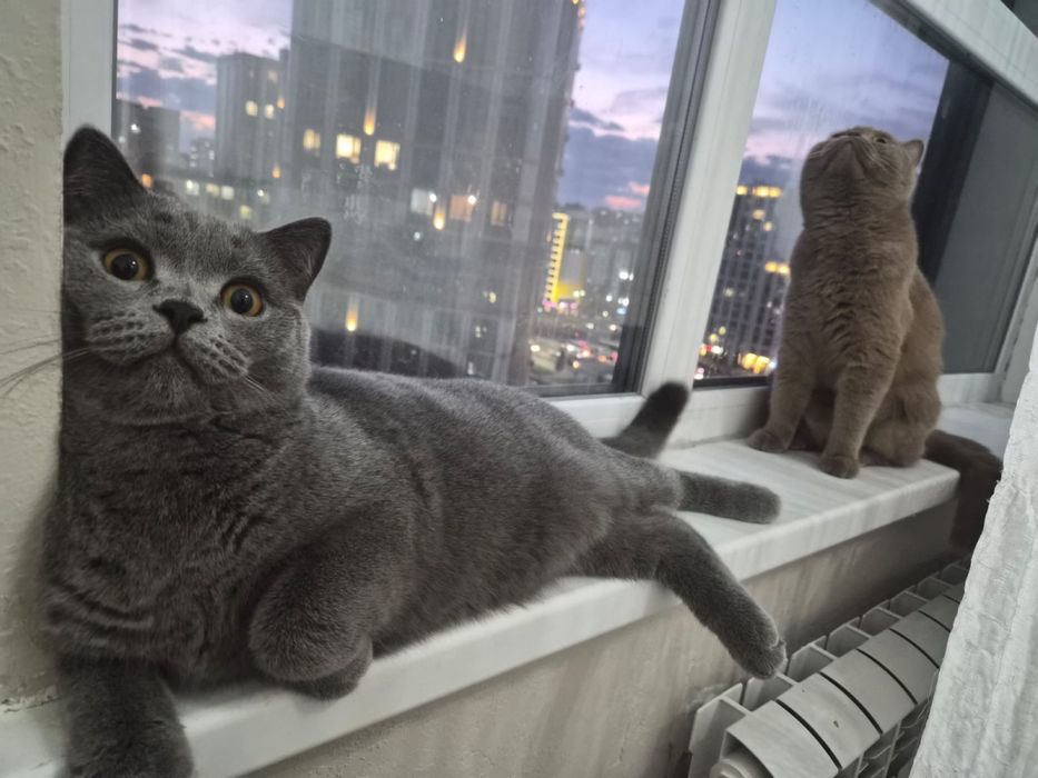 Продам британец короткошеостный