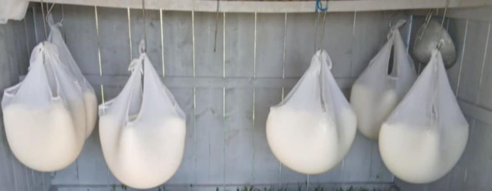 Vând caș de oaie ,brânză de vaci,smântână,lapte