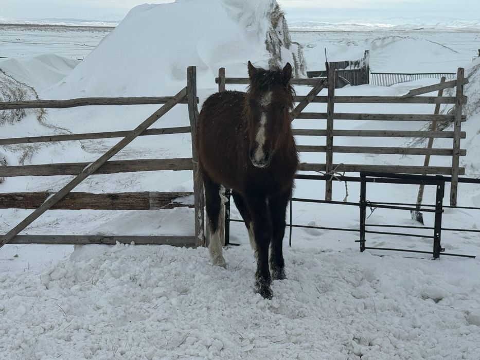 Жабагы. Продам 220мын