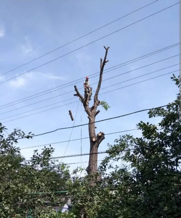 Пилим деревья , профессиональный спил распил .