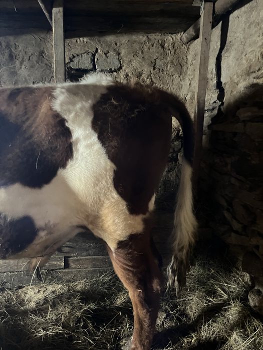 Продам упитанного молодого бычка