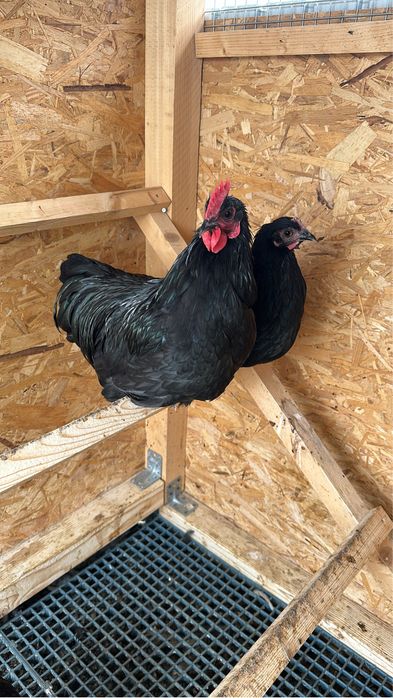 Cocosi australop