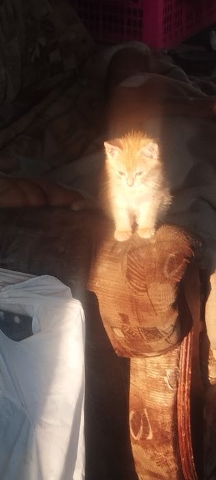 Отдам котенка в добрые руки,девочка