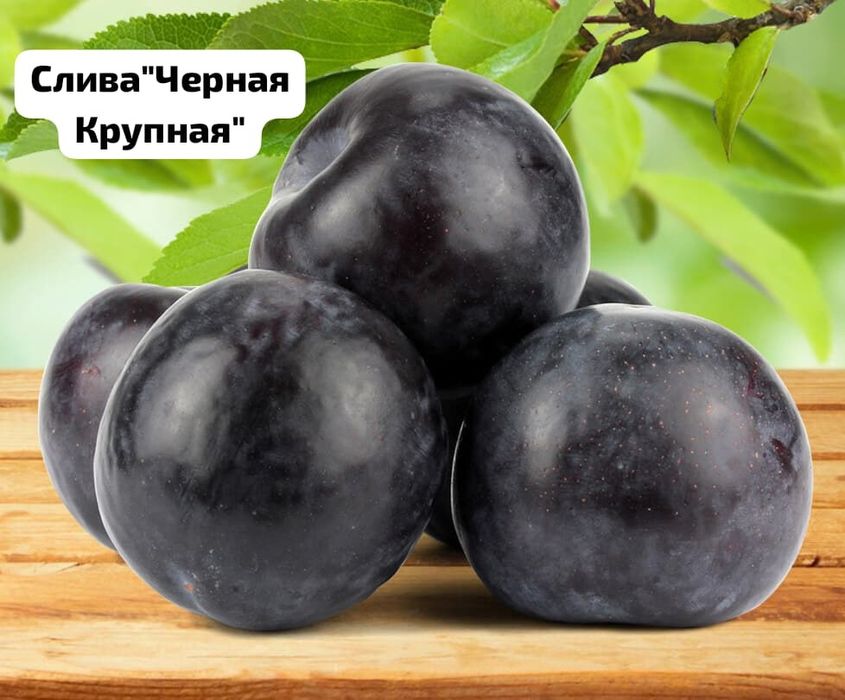 Продам саженцы  Россия