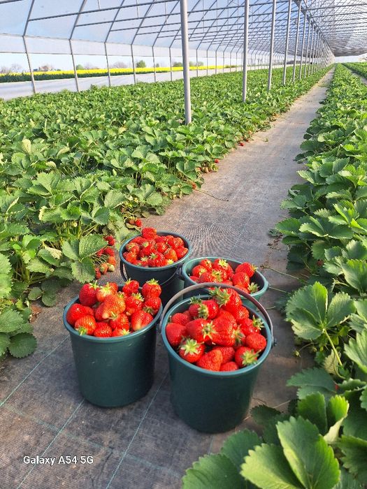 Stoloni căpșuni soi timpuriu  Clery