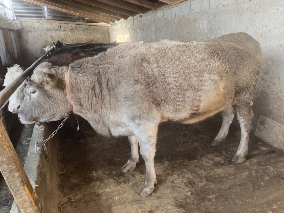 ат көрімде тұрған жас сиырлар сатылады