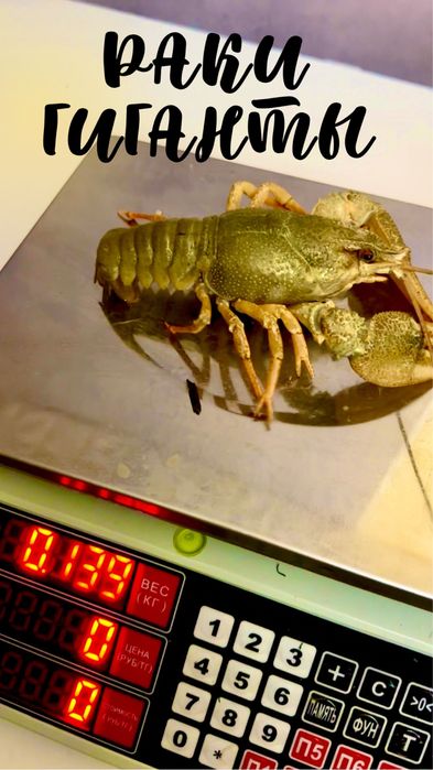 Живые свежие  раки!