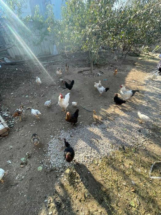 Үй тауықтары сатылады