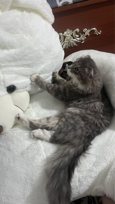 Продам шотландская кошка(хайленд фолд)