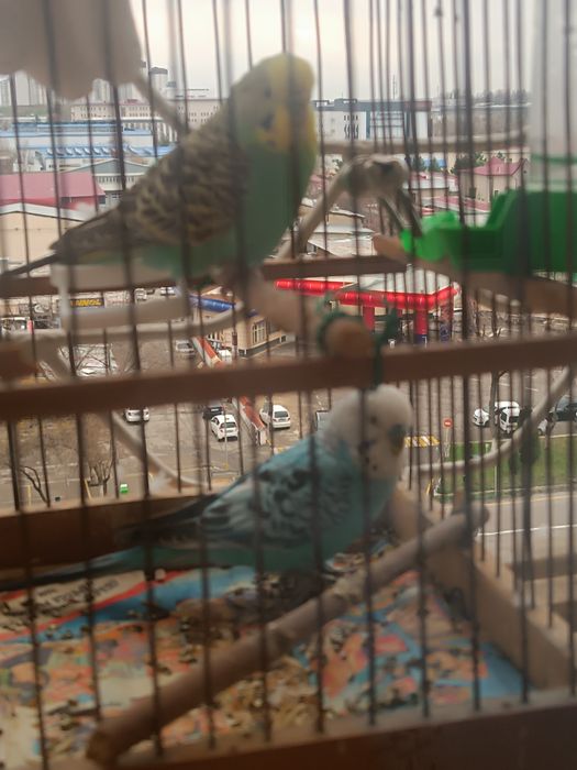 Волнистые попугаи, пара