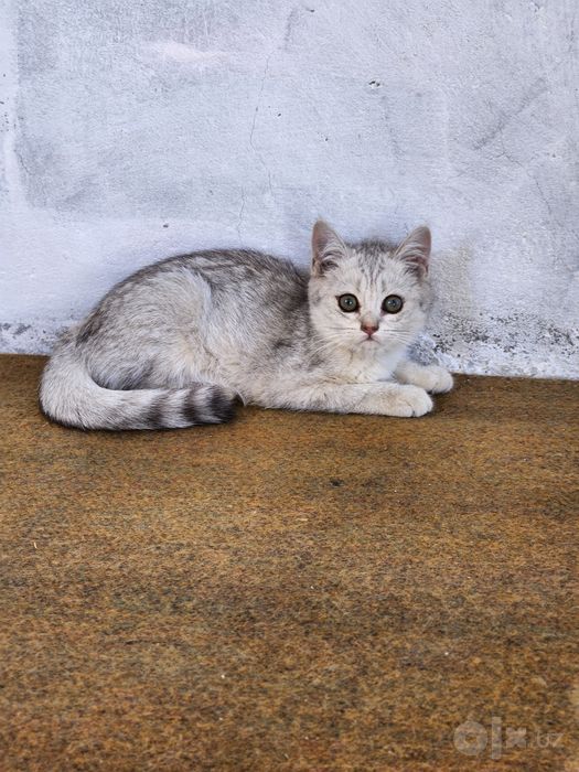 British Chinchilla