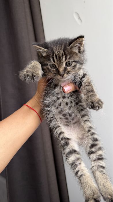 Отдам котенка в дар