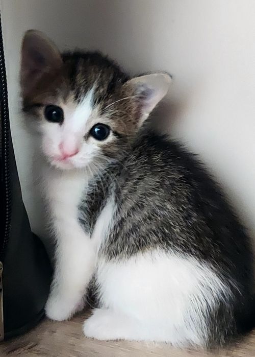 Отдадим в добрые руки котят.